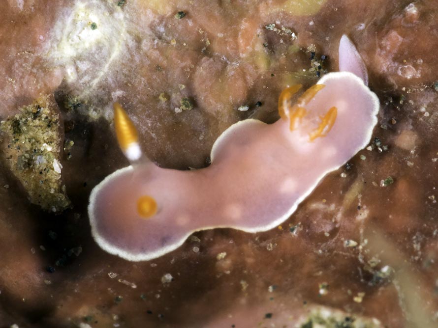 Verconia romeri